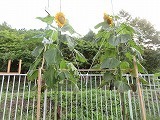 IMG_0686.jpg