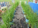 IMG_0696.jpg