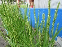 IMG_0698.jpg