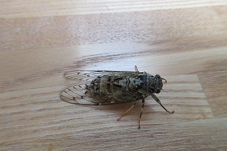 IMG_1068.jpg
