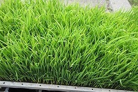 IMG_1438.jpg