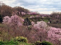 IMG_1532.jpg