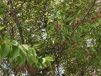 桜を賞でるあるいは愛でる Webかっつだぜ