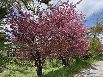 IMG_2591.jpg