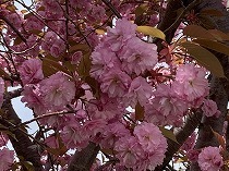 桜を賞でるあるいは愛でる Webかっつだぜ