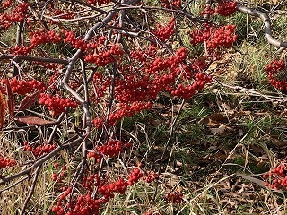IMG_2779.jpg