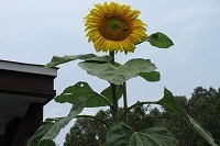 IMG_3171.jpg