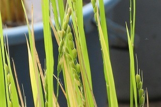 IMG_3276.jpg