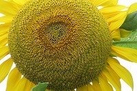IMG_3279.jpg