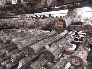 IMG_3687.jpg