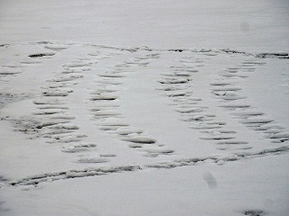 IMG_5255.jpg