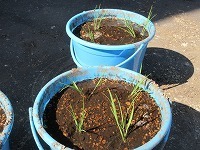 IMG_8771.jpg