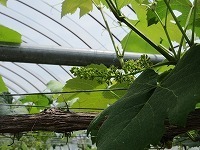 IMG_9109.jpg