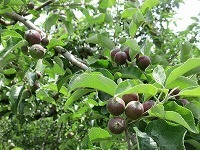 IMG_9110.jpg