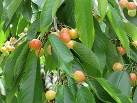 IMG_9115.jpg